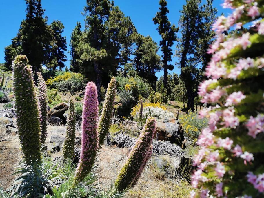 La Terraza De Juana Villa Santa Cruz de la Palma  Ngoại thất bức ảnh